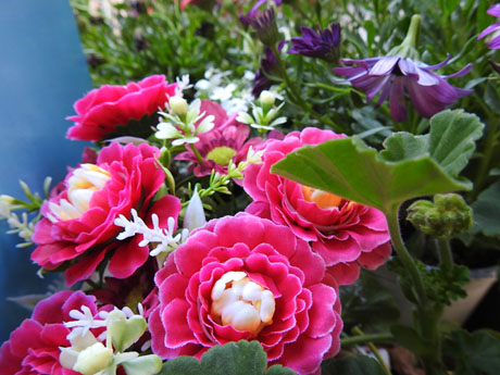 Temps de Flors 2023. Carrer Santa Clara