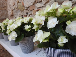 Temps de Flors 2023. Capella de Sant Crist&ograve;fol
