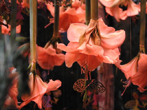 Temps de Flors 2023. Sant Lluc - Castrum dels Manaiesl'esdeveniment