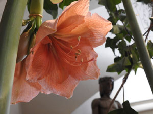 Temps de Flors 2023. Sant Lluc - Castrum dels Manaiesl'esdeveniment