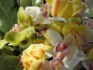 Temps de Flors 2024. Jardins dels Alemanys