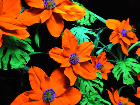 Temps de Flors 2024. Casa Lle&oacute; Avinay