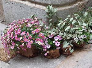 Temps de Flors 2024. Pla&ccedil;a Bell-lloc