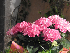 Temps de Flors 2024. Casal del carrer de la For&ccedil;a