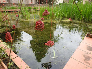 Temps de Flors 2024. Jardins del doctor Figueras - Font