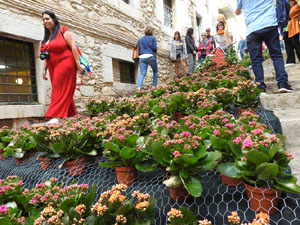 Temps de Flors 2024. Escales de la Mare de D&eacute;u de la Pera