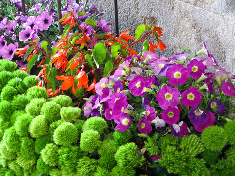Temps de Flors 2025. Ajuntament de Girona. Entrada