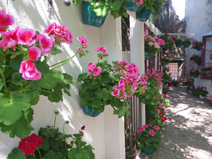 Temps de Flors 2025. Jardins dels Alemanys