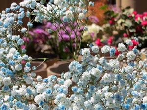 Temps de Flors 2025. Passeig Arqueol&ograve;gic. Mirador de dalt