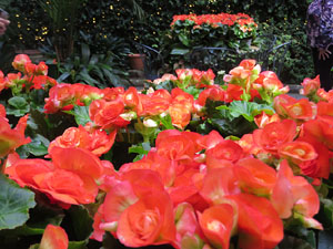 Temps de Flors 2025. Palau de Caramany