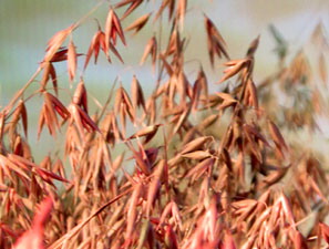 Temps de Flors 2025. Museu d'Hist&ograve;ria de Girona