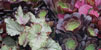 Els Jardins de les Pedreres