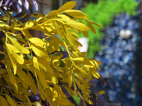 Temps de Flors 2025. Pla&ccedil;a de Santa Susanna