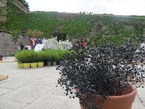 Temps de Flors 2025. Pla&ccedil;a de moss&egrave;n Jacint Verdaguer (dalt)