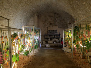Temps de Flors 2026. La Catedral. Soterrani