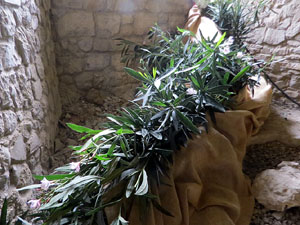 Temps de Flors 2026. La Catedral. Soterrani