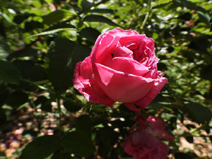Temps de Flors 2026. . Jardins de la Devesa