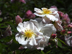 Temps de Flors 2026. . Jardins de la Devesa