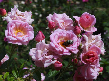 Temps de Flors 2026. . Jardins de la Devesa