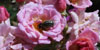 Els Jardins de la Devesa