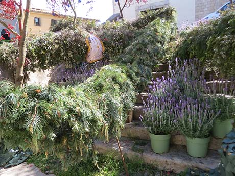 Temps de Flors 2026. Escales de l'esgl&eacute;sia dels Dolors