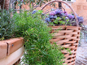 Temps de Flors 2026. Pati de les Magn&ograve;lies