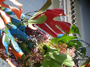 Temps de Flors 2026. Casa Norat (fa&ccedil;ana)