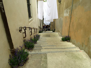 Temps de Flors 2026. Carrer Miquel Oliva i Prat