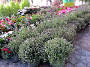 Temps de Flors 2026. Pla&ccedil;a del Vi