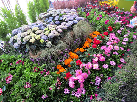 Temps de Flors 2026. Pla&ccedil;a del Vi