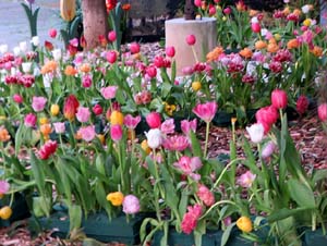 Temps de Flors 2026. Avinguda Sant Francesc