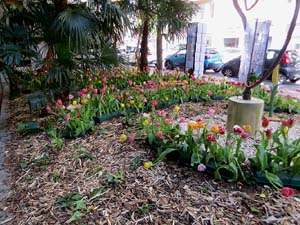 Temps de Flors 2026. Avinguda Sant Francesc