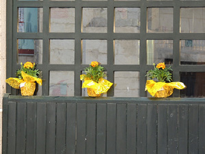Ampliar