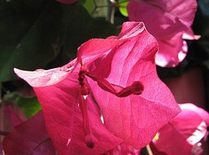 Ampliar