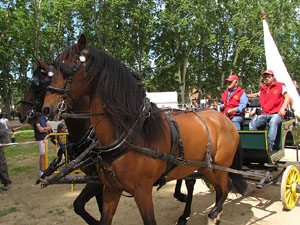 La Cavalcada de Sant Antoni 2013