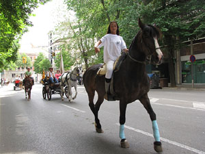 La Cavalcada de Sant Antoni 2013