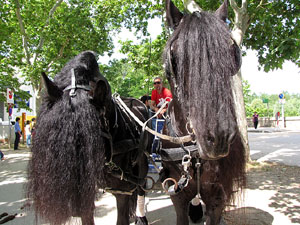 La Cavalcada de Sant Antoni 2013