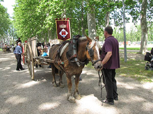 La Cavalcada de Sant Antoni 2013