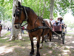 La Cavalcada de Sant Antoni 2013