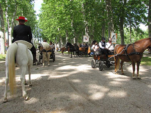 La Cavalcada de Sant Antoni 2013