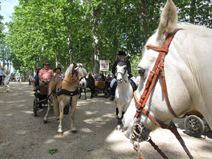 La Cavalcada de Sant Antoni 2013