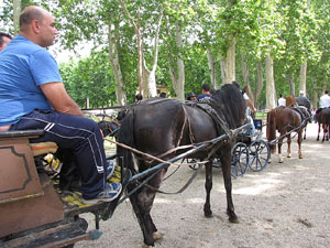 La Cavalcada de Sant Antoni 2013