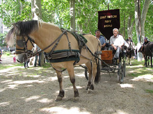 La Cavalcada de Sant Antoni 2013