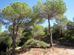 La masia de Can Lliure