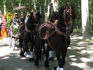 La Cavalcada de Sant Antoni 2014