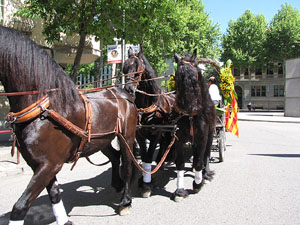 La Cavalcada de Sant Antoni 2014