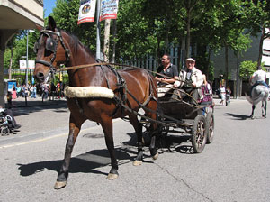 La Cavalcada de Sant Antoni 2014