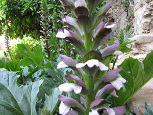 Girona Temps de Flors 2014. Capella de Sant Nicolau, Casa D&iacute;az-Tarrag&oacute; i Jard&iacute; de l'&Agrave;ngel