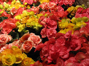 Girona Temps de Flors 2014. Les Sarra&iuml;nes
