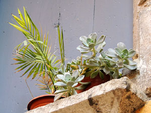 Girona Temps de Flors 2014. Els balcons de Girona